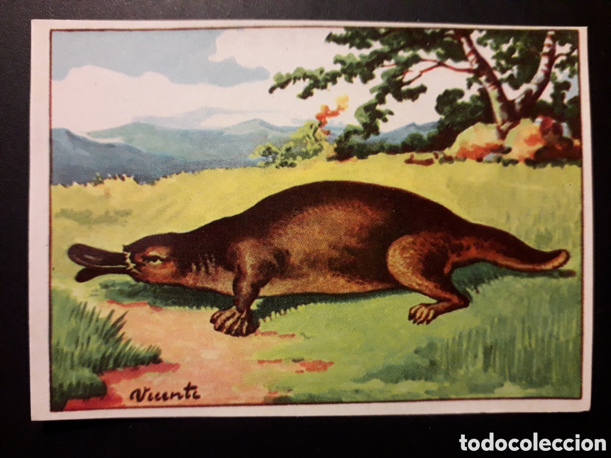 Coleccionismo Cromos antiguos: ORNITORRINCO MAM&Iacute;FERO HISTORIA NATURAL II N&deg; 495 ED BRUGUERA 1958 SIN PEGAR PEDIDO M&Iacute;NIMO 3&euro;