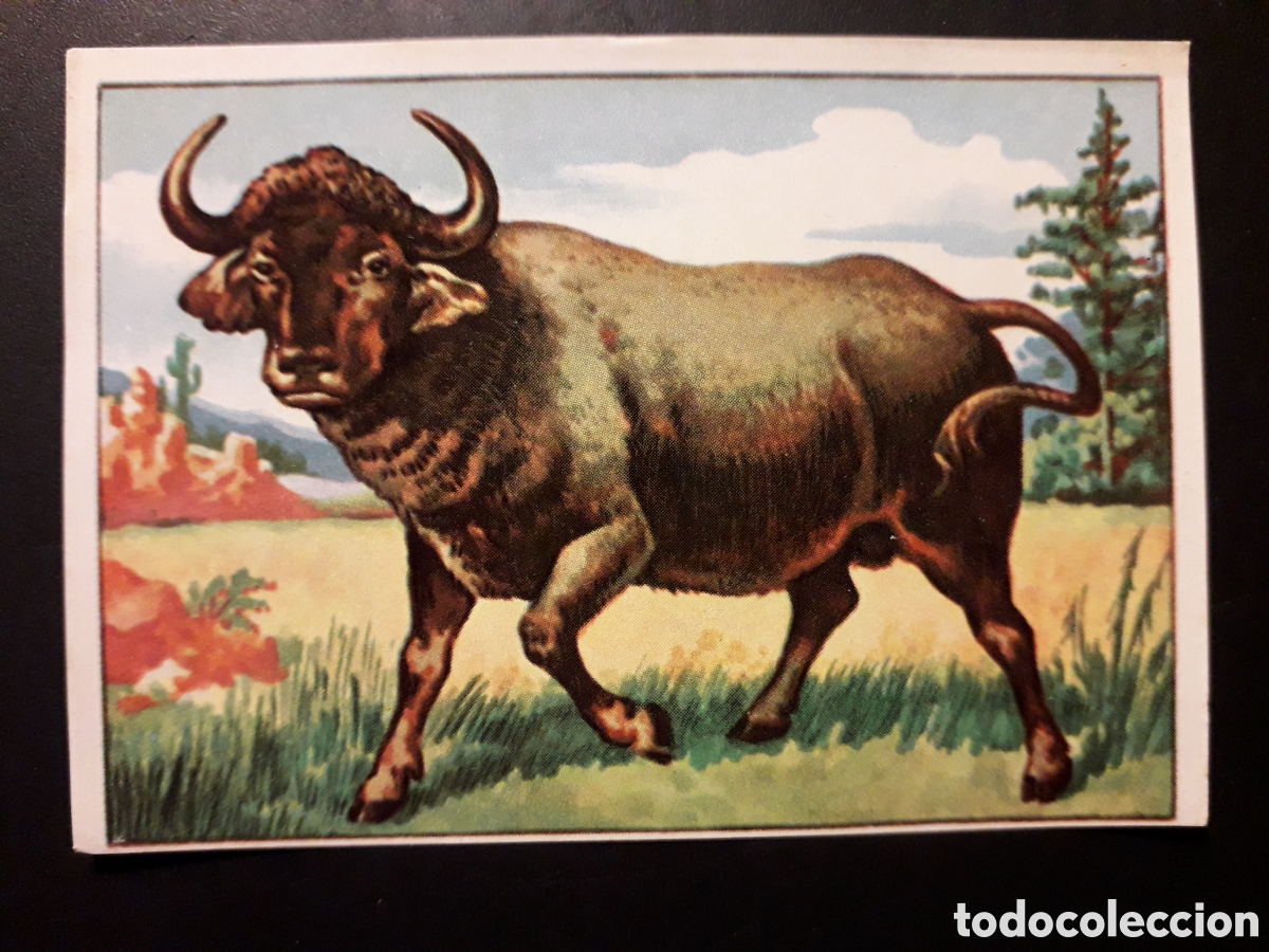 Coleccionismo Cromos antiguos: B&Uacute;FALO MAM&Iacute;FERO HISTORIA NATURAL II N&deg; 496 ED BRUGUERA 1958 SIN PEGAR PEDIDO M&Iacute;NIMO 3&euro;