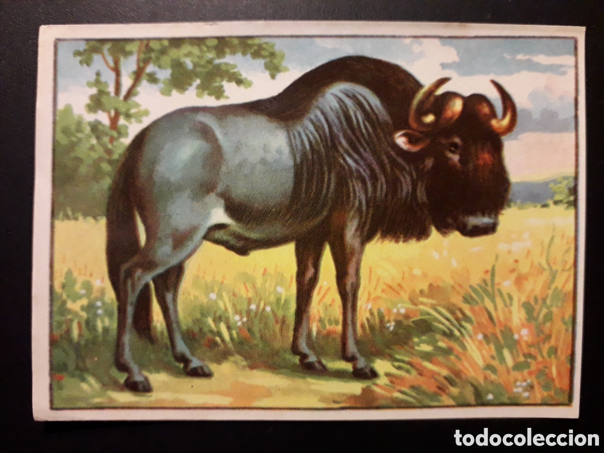 Coleccionismo Cromos antiguos: BISONTE EUROPEO HISTORIA NATURAL II N&deg; 499 ED BRUGUERA 1958 SIN PEGAR PEDIDO M&Iacute;NIMO 3&euro;