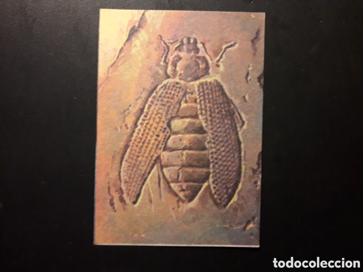 Colecionismo Cromos antigos: F&Oacute;SIL ESCARABAJO, LIBRO DE LAS ADIVINANZAS 2, BIMBO 1974 N&deg; 173 SIN PEGAR, PEDIDO M&Iacute;NIMO 3&euro;