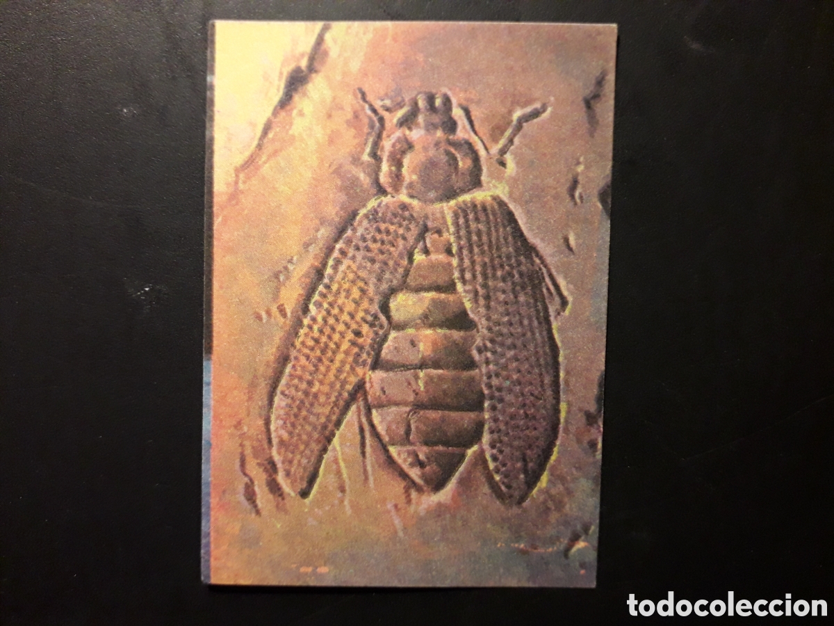 Colecionismo Cromos antigos: F&Oacute;SIL ESCARABAJO, LIBRO DE LAS ADIVINANZAS 2, BIMBO 1974 N&deg; 173 SIN PEGAR, PEDIDO M&Iacute;NIMO 3&euro;.