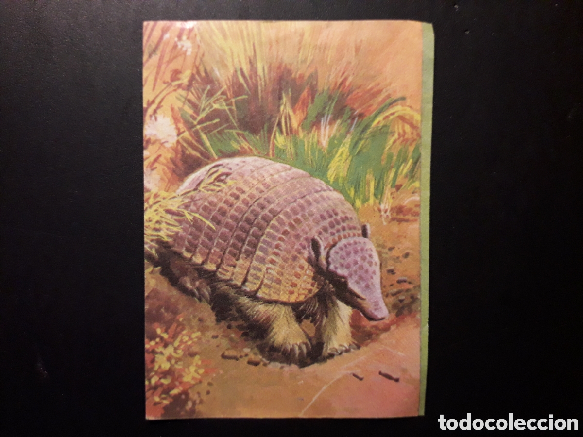 Colecionismo Cromos antigos: ARMADILLO, LIBRO DE LAS ADIVINANZAS 2, BIMBO 1974 N&deg; 168 SIN PEGAR, PEDIDO M&Iacute;NIMO 3&euro;.