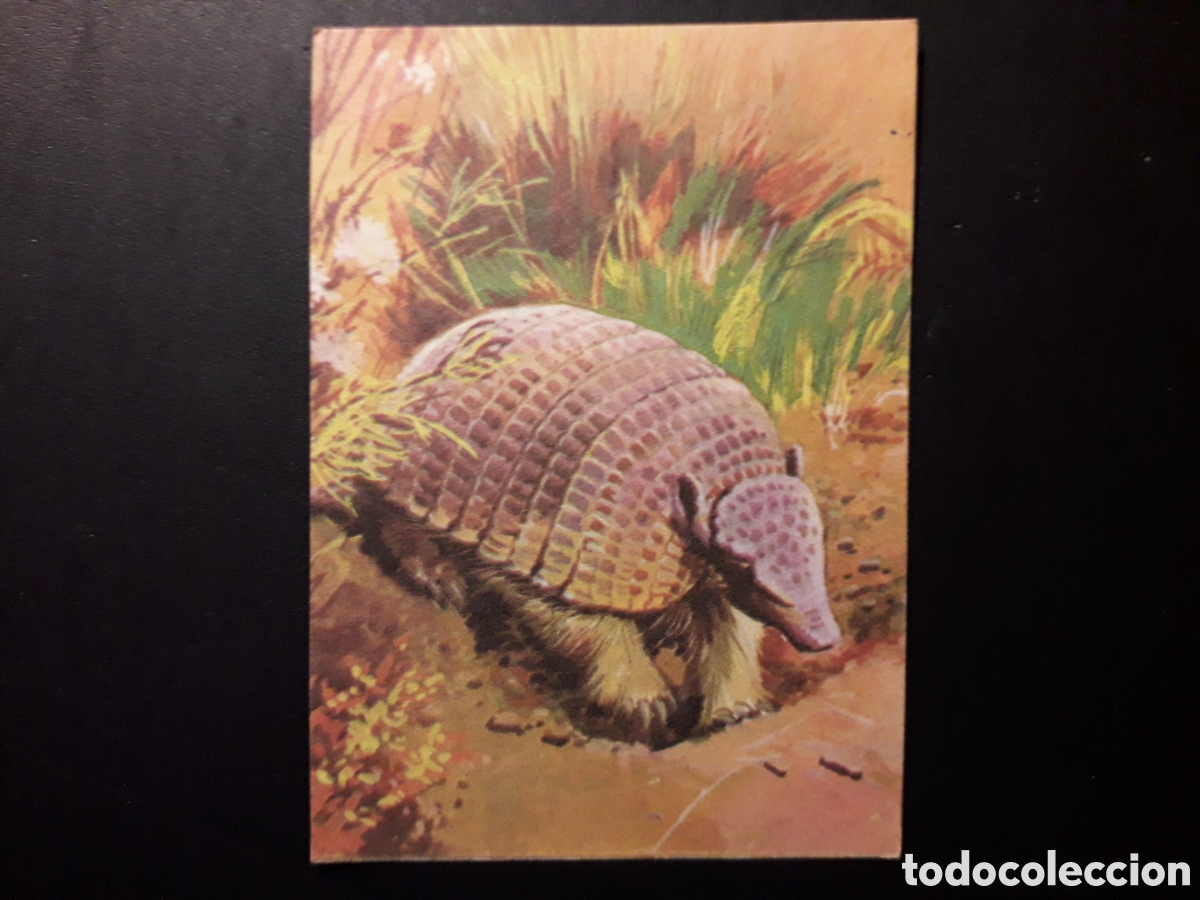 Colecionismo Cromos antigos: ARMADILLO, LIBRO DE LAS ADIVINANZAS 2, BIMBO 1974 N&deg; 168 SIN PEGAR, PEDIDO M&Iacute;NIMO 3&euro;