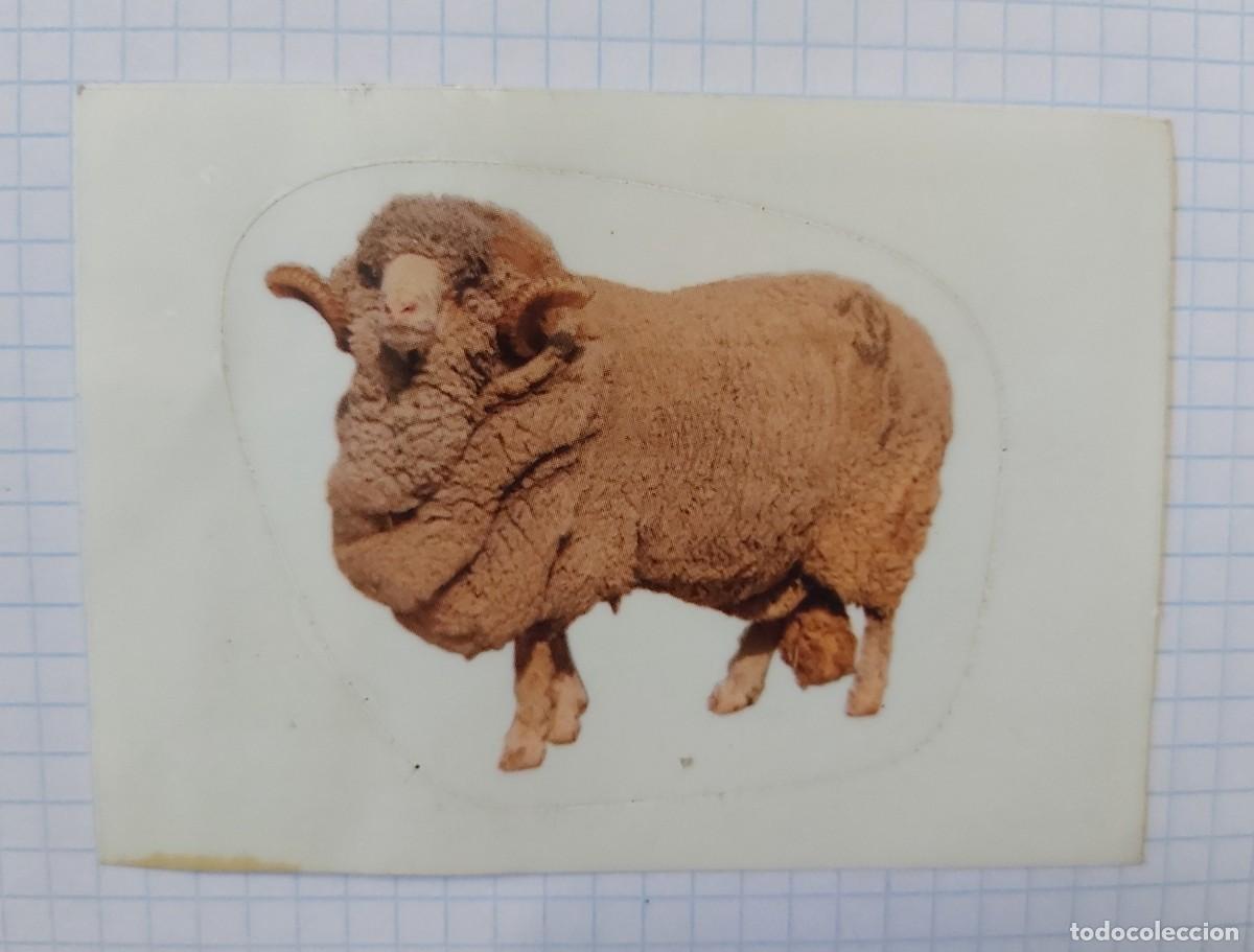 Coleccionismo cromos antiguos: Cromo Animales, n&ordm; 343, Panini - Foto 1