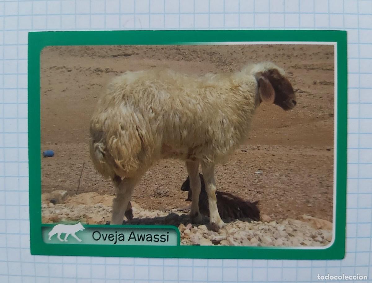 Coleccionismo cromos antiguos: Cromo Animales, n&ordm; 348, Panini - Foto 1