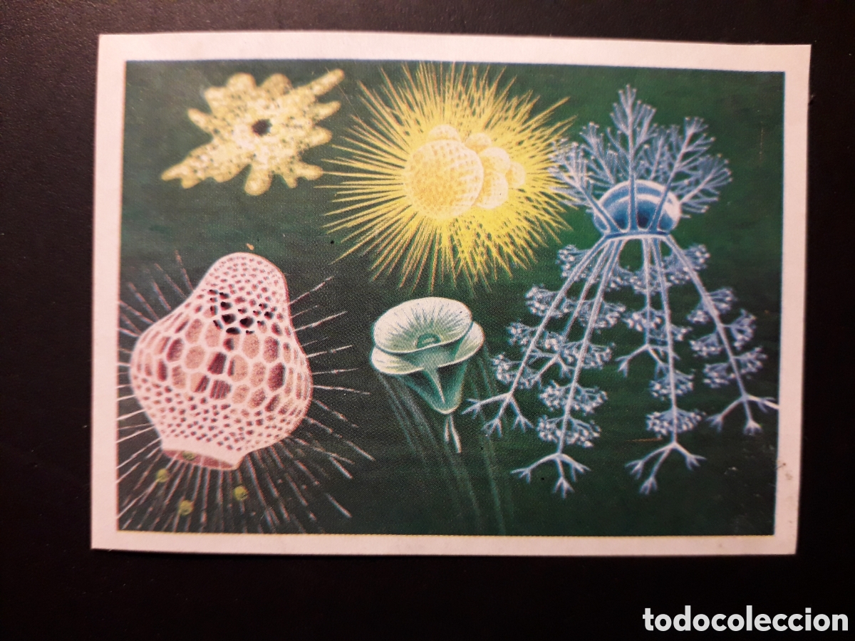 Sammeln alte Sammelbilder: PROTOZOOS PANORAMA ZOOL&Oacute;GICO. RUIZ ROMERO 1973 N&deg; 3 DESPEGADO PEDIDO M&Iacute;NIMO 3&euro;
