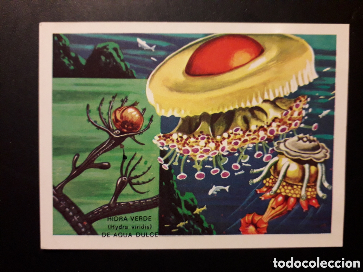 Sammeln alte Sammelbilder: CELENTEREOS PANORAMA ZOOL&Oacute;GICO. RUIZ ROMERO 1973 N&deg; 6 DESPEGADO PEDIDO M&Iacute;NIMO 3&euro;.