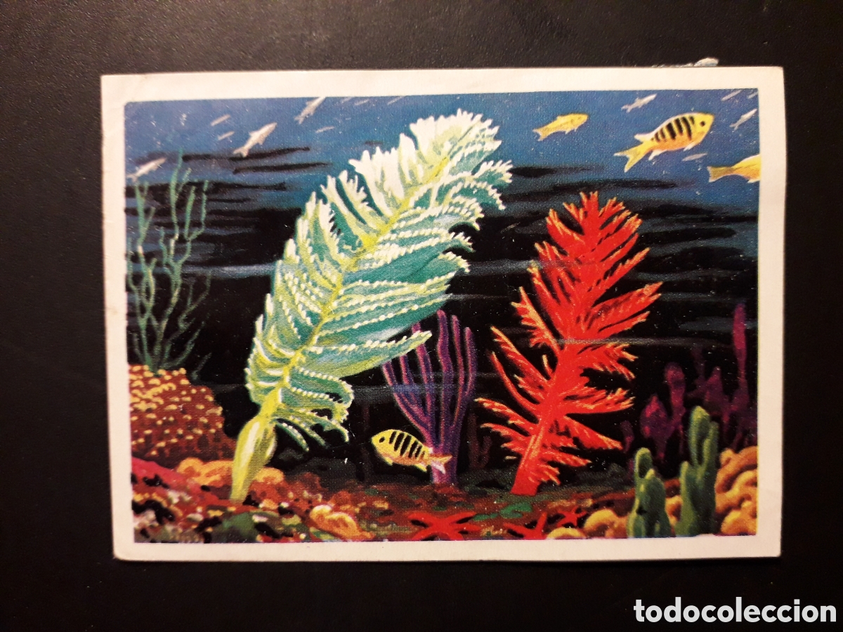 Sammeln alte Sammelbilder: P&Oacute;LIPOS PANORAMA ZOOL&Oacute;GICO. RUIZ ROMERO 1973 N&deg; 9 DESPEGADO PEDIDO M&Iacute;NIMO 3&euro;