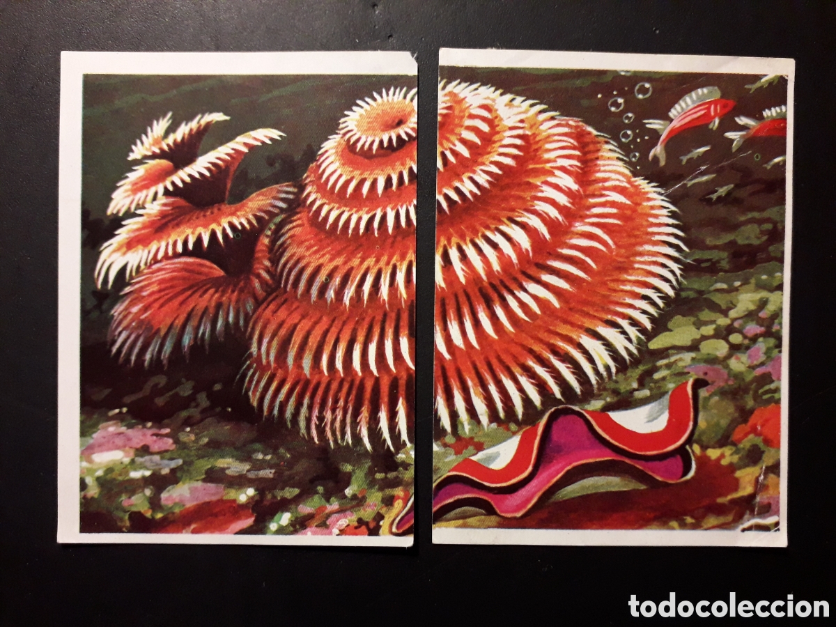 Sammeln alte Sammelbilder: AN&Eacute;LIDOS PLATELMINTOS PANORAMA ZOOL&Oacute;GICO. RUIZ ROMERO 1973 N&deg; 10 Y 11 DESPEGADOS PEDIDO M&Iacute;NIMO 3&euro;