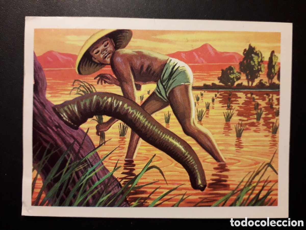 Sammeln alte Sammelbilder: SANGUIJUELA PANORAMA ZOOL&Oacute;GICO. RUIZ ROMERO 1973 N&deg; 12 DESPEGADO PEDIDO M&Iacute;NIMO 3&euro;