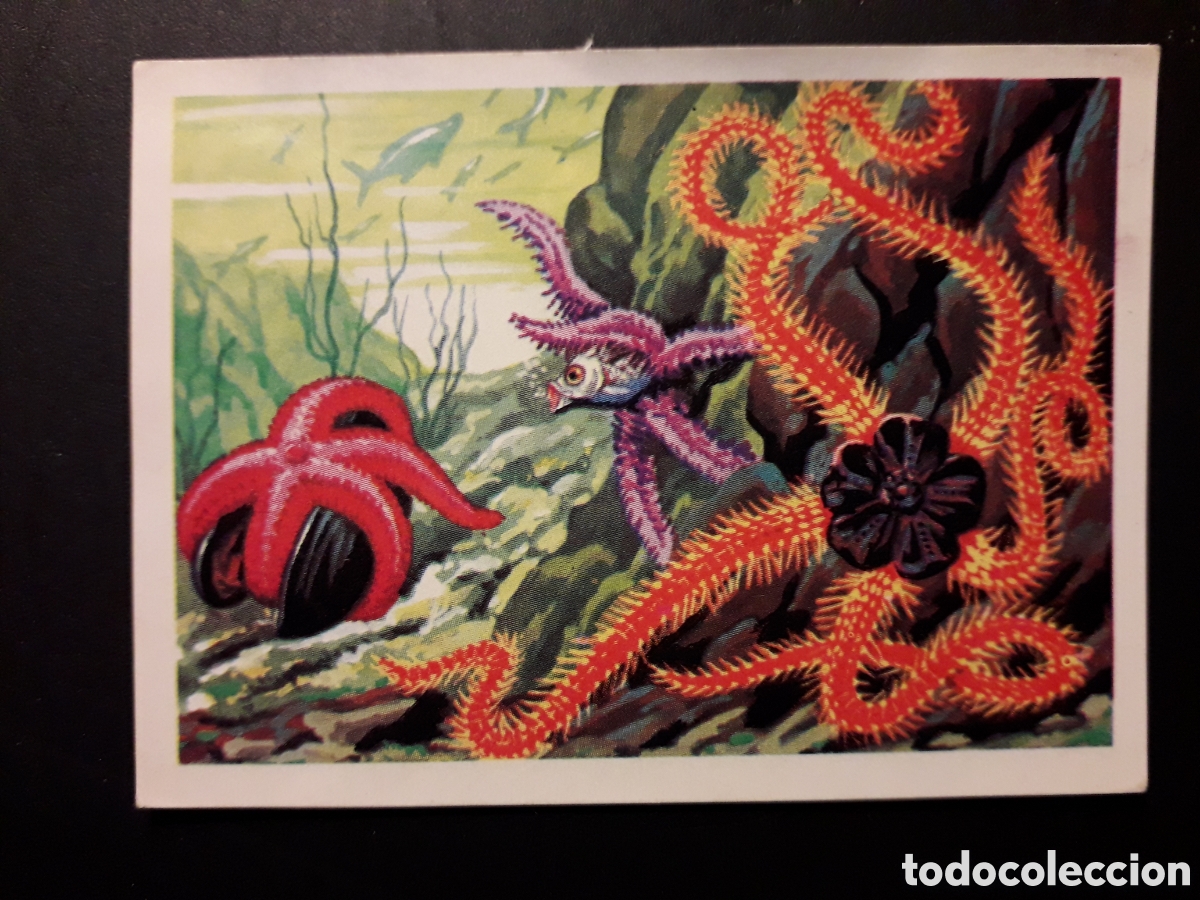 Collectionnisme Cartes &agrave; collectionner anciennes: OFIURA PANORAMA ZOOL&Oacute;GICO. RUIZ ROMERO 1973 N&deg; 16 DESPEGADO PEDIDO M&Iacute;NIMO 3&euro;