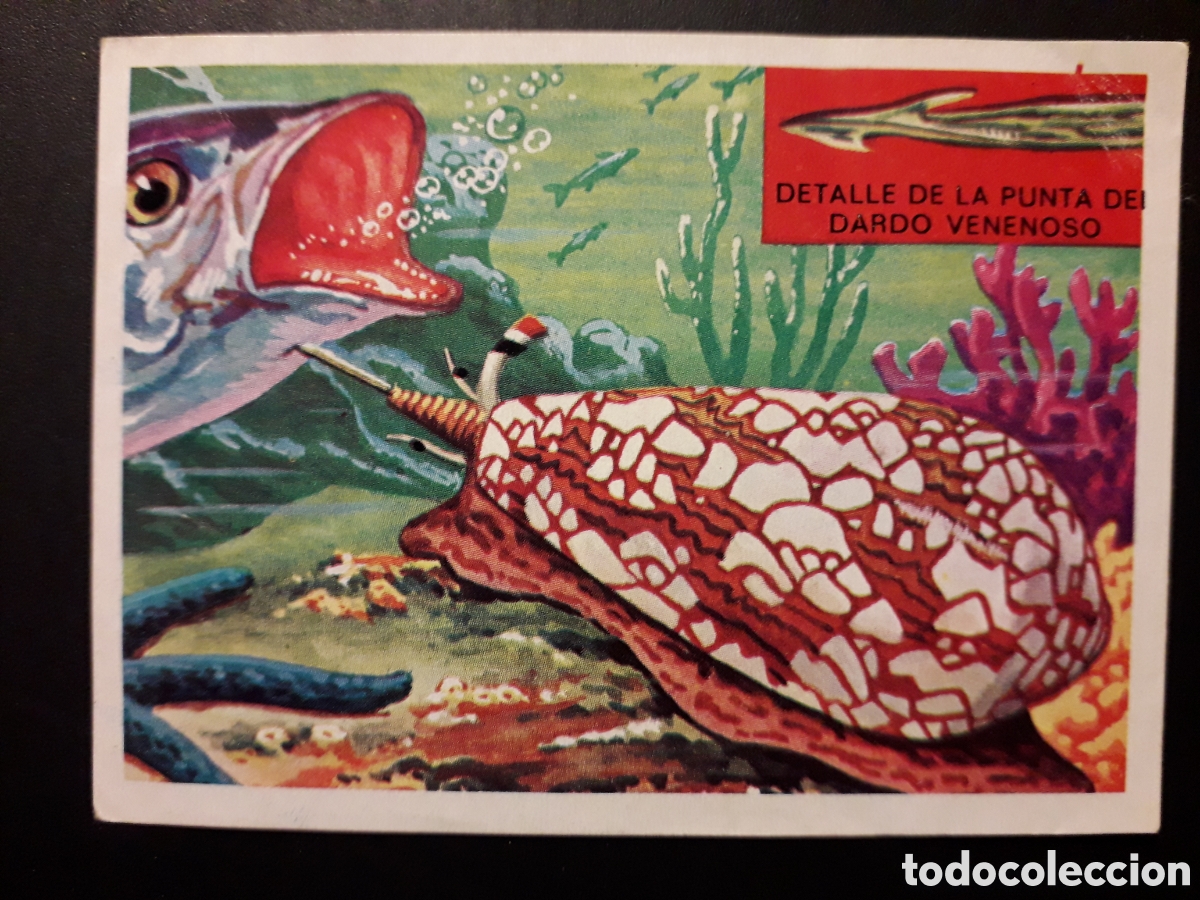 Collectionnisme Cartes &agrave; collectionner anciennes: CONO VENENOSO PANORAMA ZOOL&Oacute;GICO. RUIZ ROMERO 1973 N&deg; 20 DESPEGADO PEDIDO M&Iacute;NIMO 3&euro;