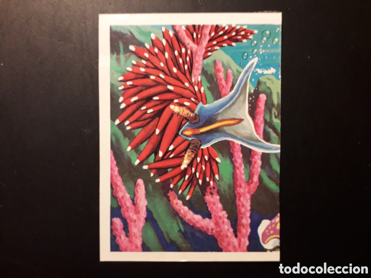 Sammeln alte Sammelbilder: NUDIBRANQUIOS PANORAMA ZOOL&Oacute;GICO. RUIZ ROMERO 1973 N&deg; 29 DESPEGADO PEDIDO M&Iacute;NIMO 3&euro;