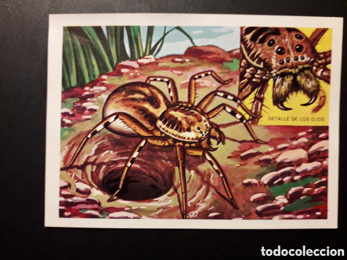 Sammeln alte Sammelbilder: TAR&Aacute;NTULA PANORAMA ZOOL&Oacute;GICO. RUIZ ROMERO 1973 N&deg; 34 DESPEGADO PEDIDO M&Iacute;NIMO 3&euro;