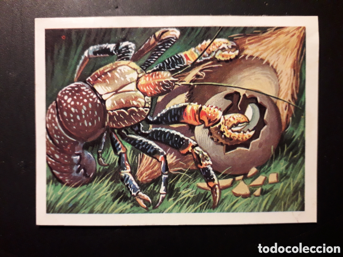 Sammeln alte Sammelbilder: CANGREJO COCOTEROS DE LOS PANORAMA ZOOL&Oacute;GICO. RUIZ ROMERO 1973 N&deg; 39 DESPEGADO PEDIDO M&Iacute;NIMO 3&euro;
