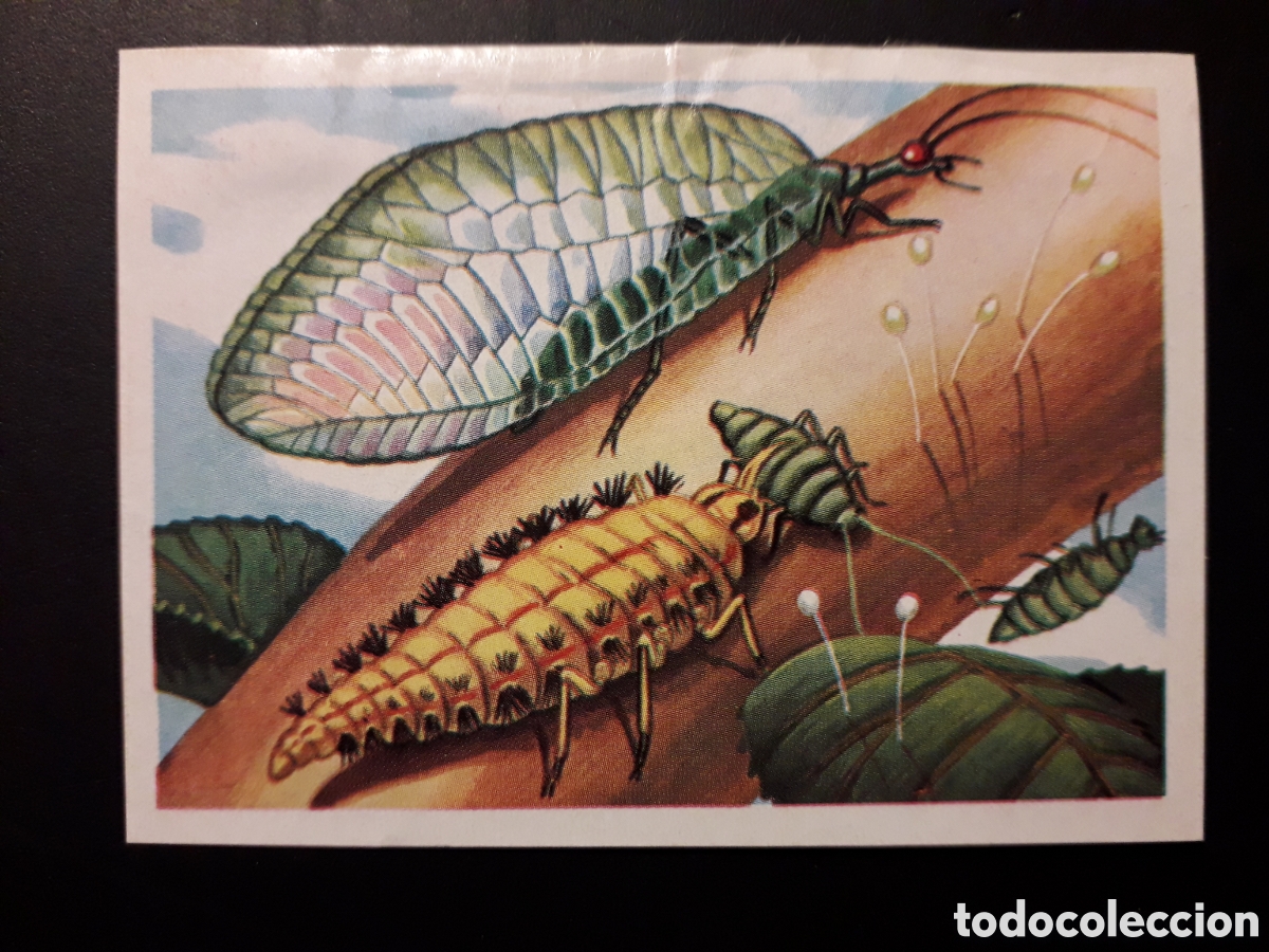 Sammeln alte Sammelbilder: CRISOPA PANORAMA ZOOL&Oacute;GICO. RUIZ ROMERO 1973 N&deg; 46 DESPEGADO PEDIDO M&Iacute;NIMO 3&euro;.