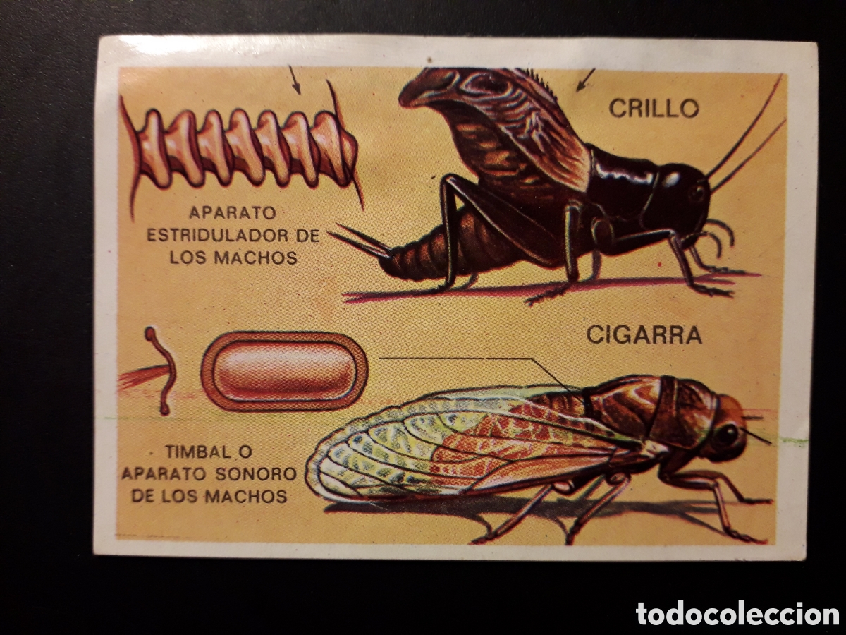 Sammeln alte Sammelbilder: GRILLO, CIGARRA, PANORAMA ZOOL&Oacute;GICO. RUIZ ROMERO 1973 N&deg; 51 DESPEGADO PEDIDO M&Iacute;NIMO 3&euro;.