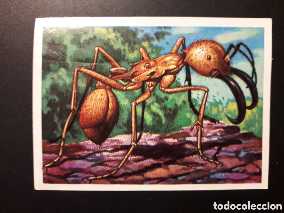 Colecionismo Cromos antigos: HORMIGA GUERRERA, MARABUNTA PANORAMA ZOOL&Oacute;GICO. RUIZ ROMERO 1973 N&deg; 80 DESPEGADO PEDIDO M&Iacute;NIMO 3&euro;