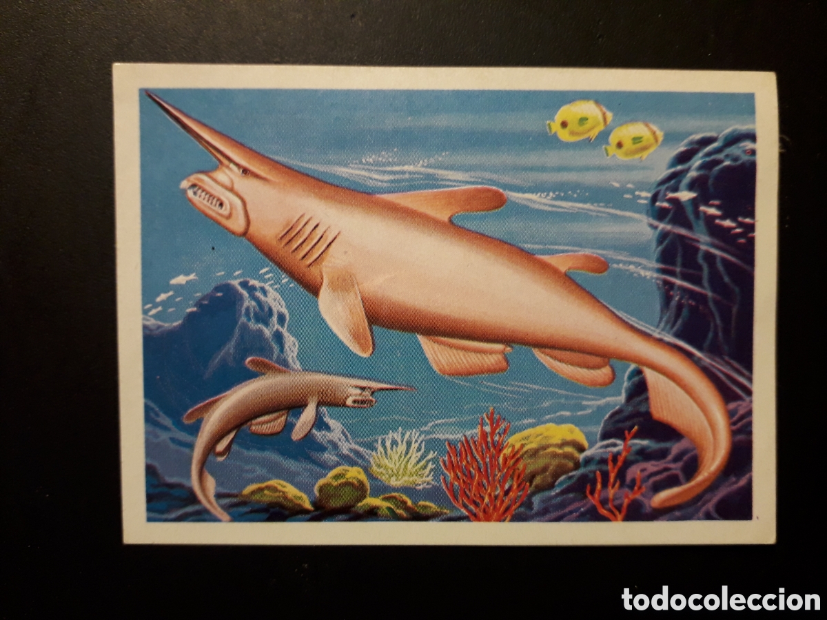 Colecionismo Cromos antigos: TIBUR&Oacute;N ESPOL&Oacute;N PANORAMA ZOOL&Oacute;GICO. RUIZ ROMERO 1973 N&deg; 104 DESPEGADO PEDIDO M&Iacute;NIMO 3&euro;.