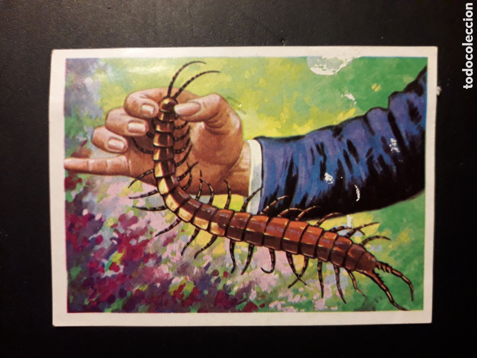 Collezionismo Figurine antiche: ESCOLOPENDRA GIGANTE PANORAMA ZOOL&Oacute;GICO. RUIZ ROMERO 1973 N&deg; 93 DESPEGADO PEDIDO M&Iacute;NIMO 3&euro;