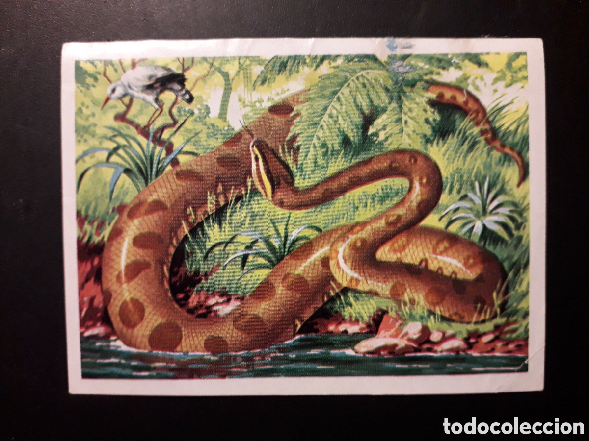 Coleccionismo cromos antiguos: SERPIENTE ANACONDA PANORAMA ZOOL&Oacute;GICO. RUIZ ROMERO 1973 N&deg; 162 DESPEGADO PEDIDO M&Iacute;NIMO 3&euro;.