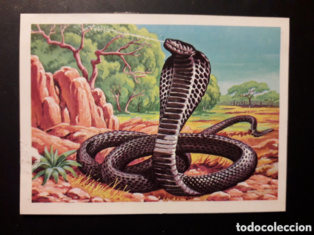 Coleccionismo cromos antiguos: SERPIENTE ESCUPIDORA COBRA PANORAMA ZOOL&Oacute;GICO. RUIZ ROMERO 1973 N&deg; 163 DESPEGADO PEDIDO M&Iacute;NIMO 3&euro;