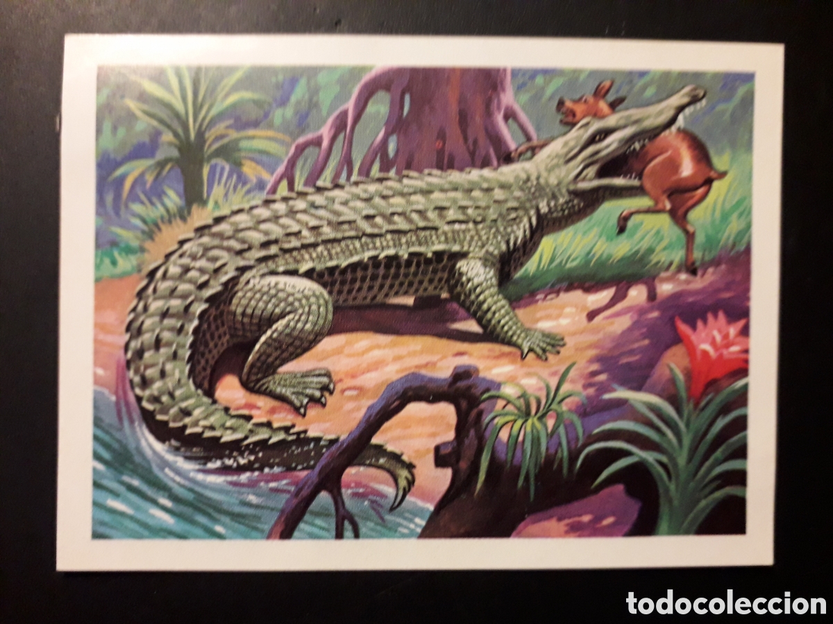 Coleccionismo cromos antiguos: COCODRILO DEL ORINOCO PANORAMA ZOOL&Oacute;GICO. RUIZ ROMERO 1973 N&deg; 151 DESPEGADO PEDIDO M&Iacute;NIMO 3&euro;