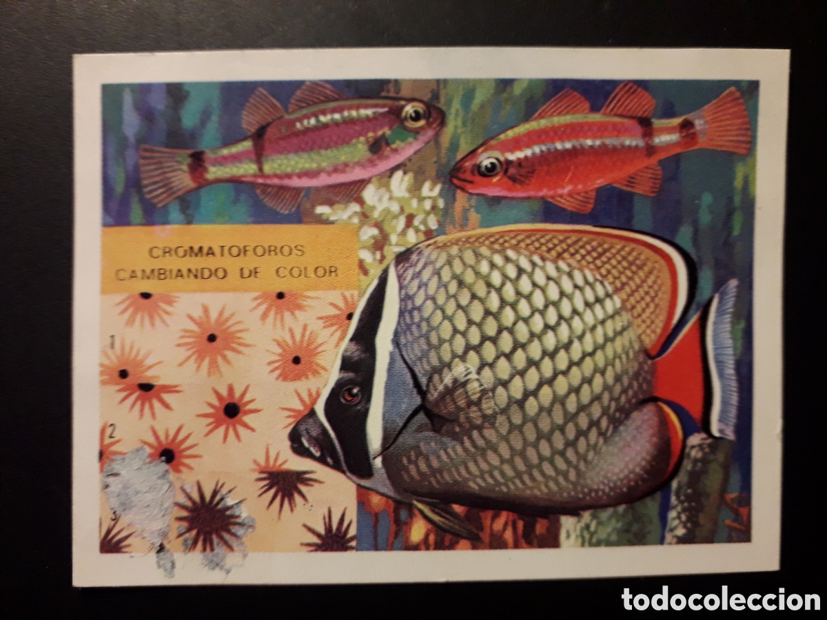 Coleccionismo cromos antiguos: PECES, COLORACI&Oacute;N PANORAMA ZOOL&Oacute;GICO. RUIZ ROMERO 1973 N&deg; 132 DESPEGADO PEDIDO M&Iacute;NIMO 3&euro;