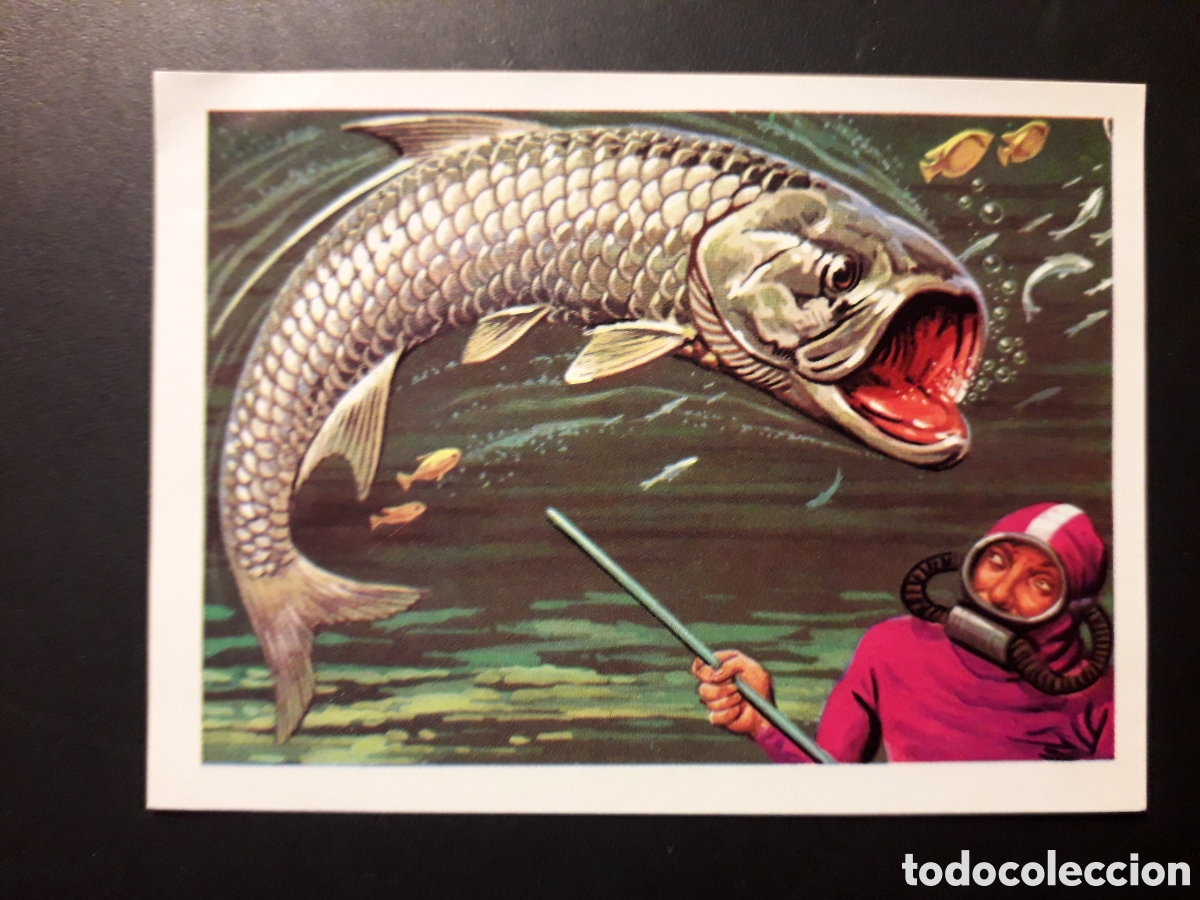 Coleccionismo cromos antiguos: EL TARP&Oacute;N PANORAMA ZOOL&Oacute;GICO. RUIZ ROMERO 1973 N&deg; 137 DESPEGADO PEDIDO M&Iacute;NIMO 3&euro;.