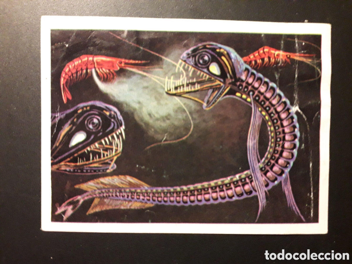 Coleccionismo cromos antiguos: EL FOTOSTOMA PANORAMA ZOOL&Oacute;GICO. RUIZ ROMERO 1973 N&deg; 142 DESPEGADO PEDIDO M&Iacute;NIMO 3&euro;.