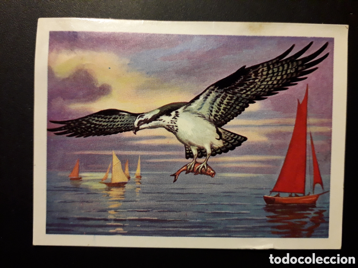 Coleccionismo Cromos antiguos: &Aacute;GUILA PESCADORA PANORAMA ZOOL&Oacute;GICO. RUIZ ROMERO 1973 N&deg; 181 DESPEGADO PEDIDO M&Iacute;NIMO 3&euro;