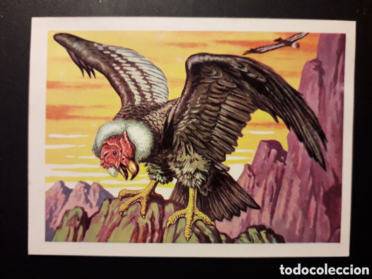 Coleccionismo Cromos antiguos: C&Oacute;NDOR DE LOS ANDES PANORAMA ZOOL&Oacute;GICO. RUIZ ROMERO 1973 N&deg; 179 DESPEGADO PEDIDO M&Iacute;NIMO 3&euro;