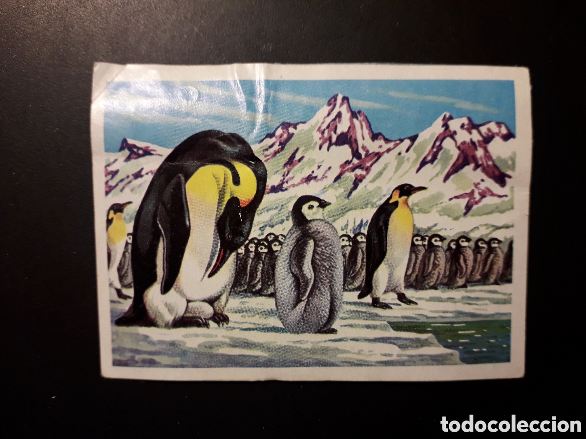 Collezionismo Figurine antiche: P&Aacute;JARO BOBO PING&Uuml;INO PANORAMA ZOOL&Oacute;GICO. RUIZ ROMERO 1973 N&deg; 171 DESPEGADO PEDIDO M&Iacute;NIMO 3&euro;.
