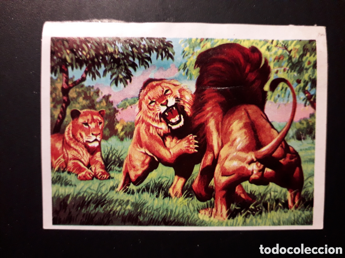 Collezionismo Figurine antiche: EL LE&Oacute;N PANORAMA ZOOL&Oacute;GICO. RUIZ ROMERO 1973 N&deg; 242 DESPEGADO PEDIDO M&Iacute;NIMO 3&euro;