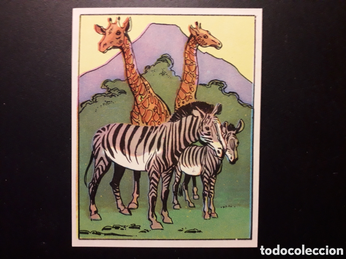 Collectionnisme Cartes &agrave; collectionner anciennes: JIRAFAS Y CEBRAS, &Aacute;FRICA Y SUS HABITANTES N&deg; 119 ED MAGA 1965 SIN PEGAR FOTOS PEDIDO M&Iacute;NIMO 3&euro;