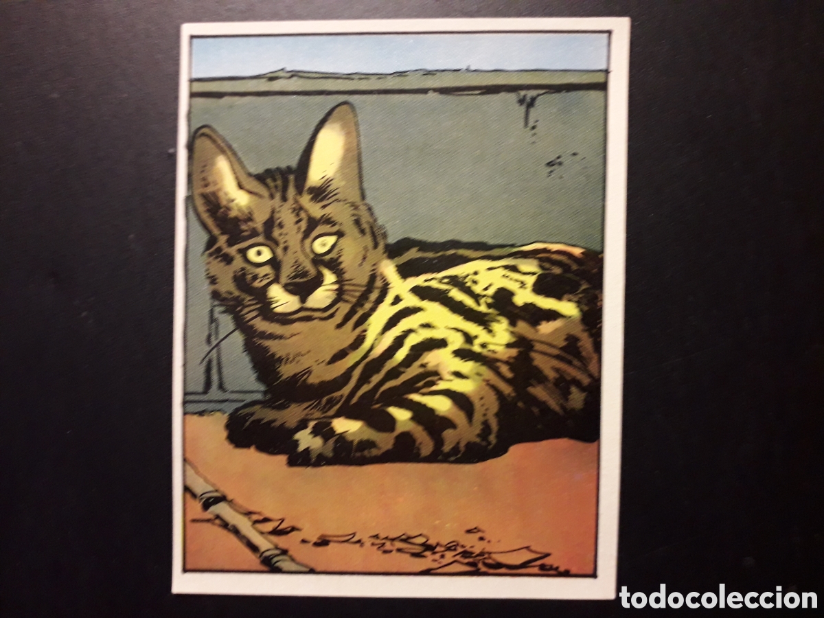 Collectionnisme Cartes &agrave; collectionner anciennes: SERVAL, &Aacute;FRICA Y SUS HABITANTES N&deg; 144 ED MAGA 1965 SIN PEGAR FOTOS PEDIDO M&Iacute;NIMO 3&euro;.