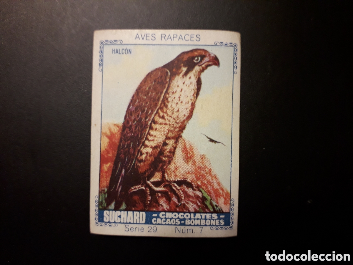 Colecionismo Cromos antigos: HALC&Oacute;N, AVES RAPACES SERIE 29 N&deg; 7 ALBUM AZUL SUCHARD 1932 SIN PEGAR. PEDIDO M&Iacute;NIMO 3&euro;.