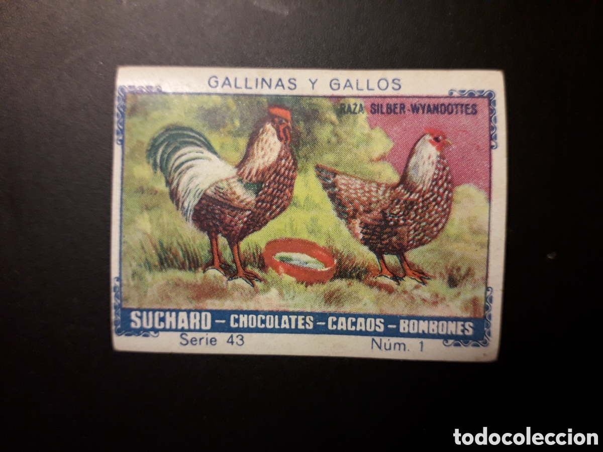 Colecionismo Cromos antigos: GALLINAS Y GALLOS, SERIE 43 N&deg; 1 ALBUM AZUL SUCHARD 1932 SIN PEGAR. PEDIDO M&Iacute;NIMO 3&euro;.