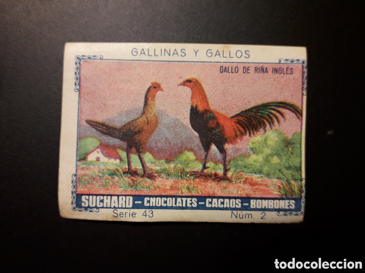 Colecionismo Cromos antigos: GALLINAS Y GALLOS, SERIE 43 N&deg; 2 ALBUM AZUL SUCHARD 1932 SIN PEGAR. PEDIDO M&Iacute;NIMO 3&euro;