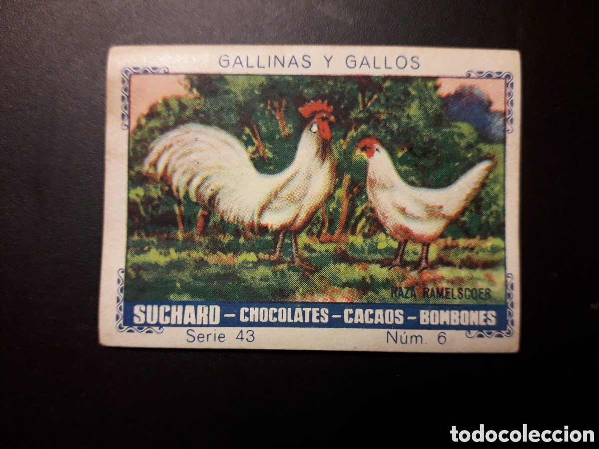 Colecionismo Cromos antigos: GALLINAS Y GALLOS, SERIE 43 N&deg; 6 ALBUM AZUL SUCHARD 1932 SIN PEGAR. PEDIDO M&Iacute;NIMO 3&euro;.