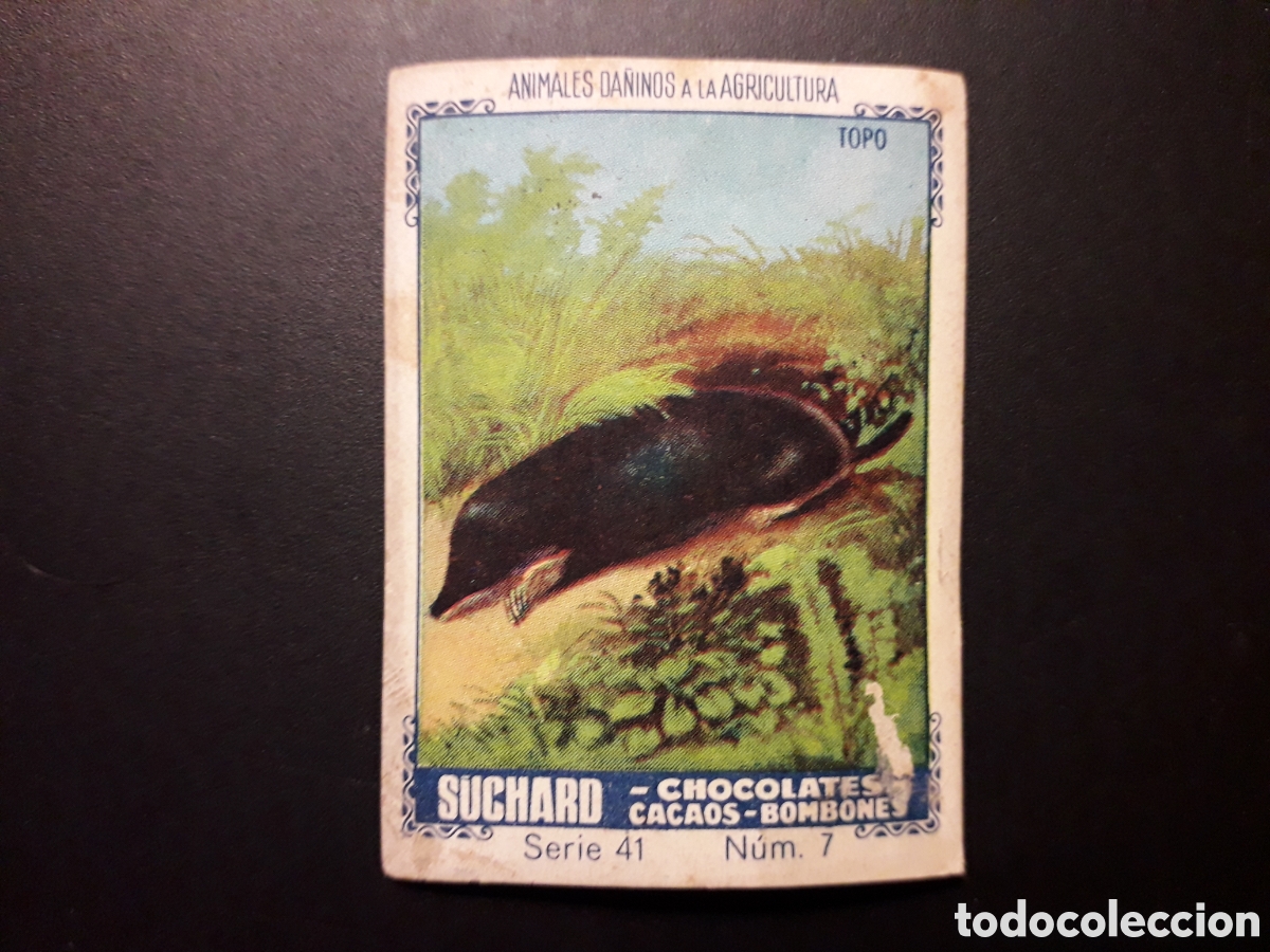 Sammeln alte Sammelbilder: ANIMALES DA&Ntilde;INOS AGRICULTURA SERIE 41 N&deg; 7 ALBUM AZUL SUCHARD 1932 SIN PEGAR. PEDIDO M&Iacute;NIMO 3&euro;