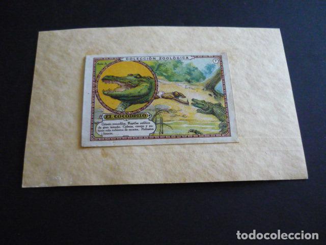 Collectable Antique Stickers: CROMO A&Ntilde;OS 20 30 ZOOLOGIA EL COCODRILO