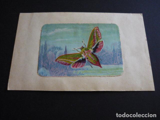 Sammeln alte Sammelbilder: CROMO A&Ntilde;OS 20 30 ZOOLOGIA MARIPOSA