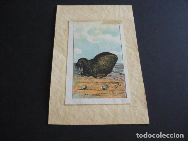 Collectable Antique Stickers: CROMO A&Ntilde;OS 20 30 ZOOLOGIA MORSA