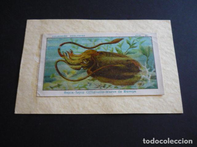 Collectable Antique Stickers: CROMO A&Ntilde;OS 20 30 ZOOLOGIA MARINA SEPIA