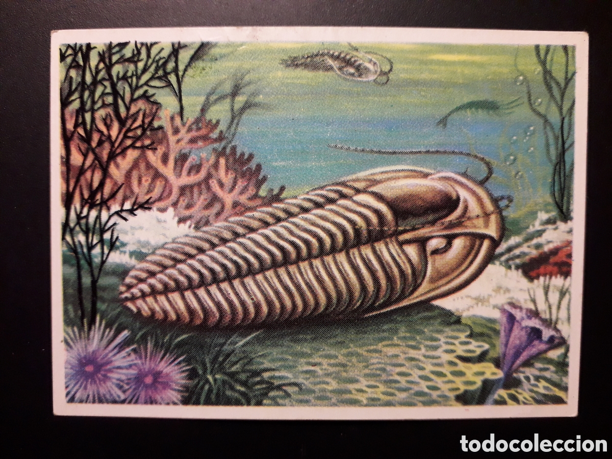 Colecionismo Cromos antigos: ELRATHIA, HISTORIA NATURAL BRUGUERA 1967 N&deg; 31 SIN PEGAR. PEDIDO M&Iacute;NIMO 3&euro;