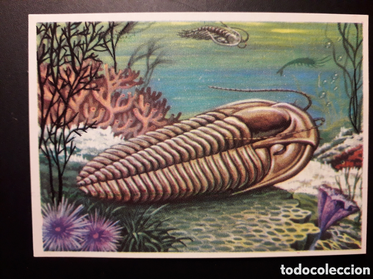 Colecionismo Cromos antigos: ELRATHIA, HISTORIA NATURAL BRUGUERA 1967 N&deg; 31 SIN PEGAR. PEDIDO M&Iacute;NIMO 3&euro;