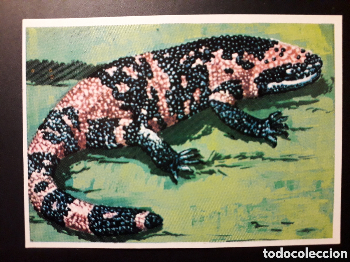 Colecionismo Cromos antigos: MONSTRUO DEL GILA HISTORIA NATURAL BRUGUERA 1967 N&deg; 116 SIN PEGAR. PEDIDO M&Iacute;NIMO 3&euro;