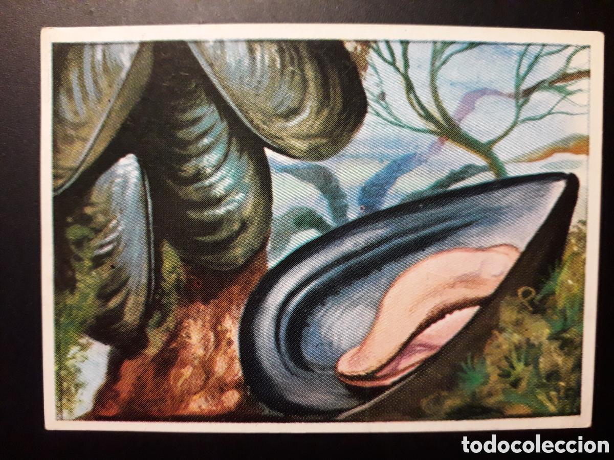 Colecionismo Cromos antigos: MEJILL&Oacute;N HISTORIA NATURAL BRUGUERA 1967 N&deg; 117 SIN PEGAR. PEDIDO M&Iacute;NIMO 3&euro;
