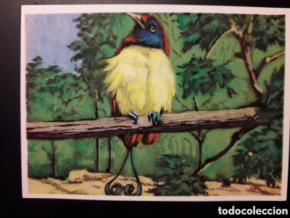 Coleccionismo Cromos antiguos: AVE DEL PARA&Iacute;SO, HISTORIA NATURAL BRUGUERA 1967 N&deg; 321 SIN PEGAR. PEDIDO M&Iacute;NIMO 3&euro;